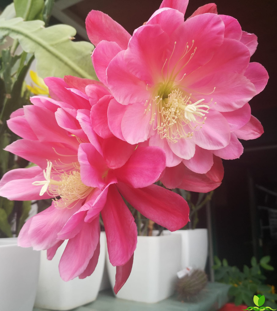 Meadow Rose Epiphyllum