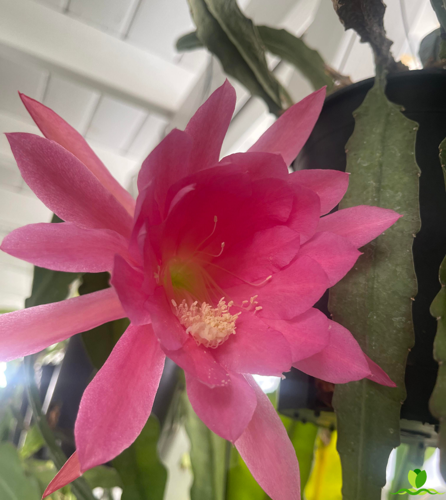 Cindy Epiphyllum