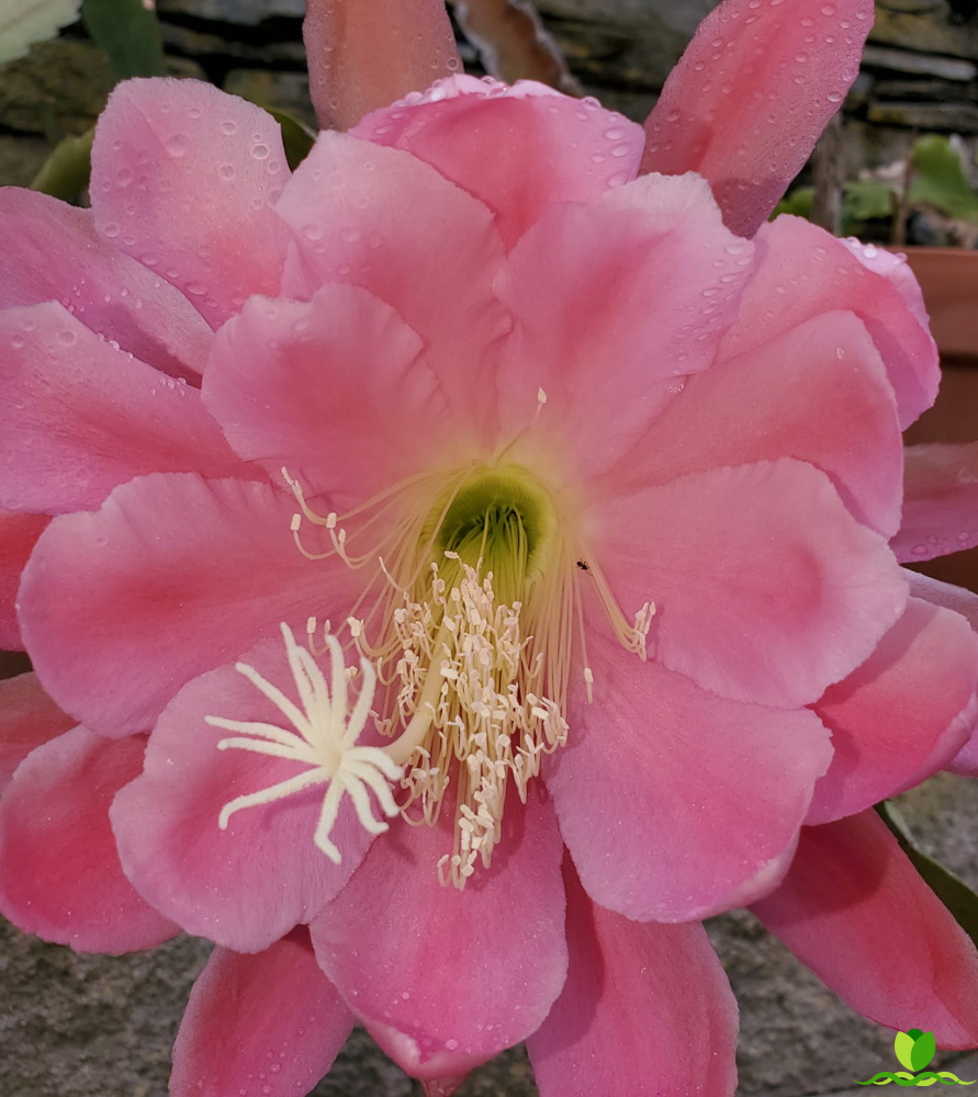 Meadow Rose Epiphyllum