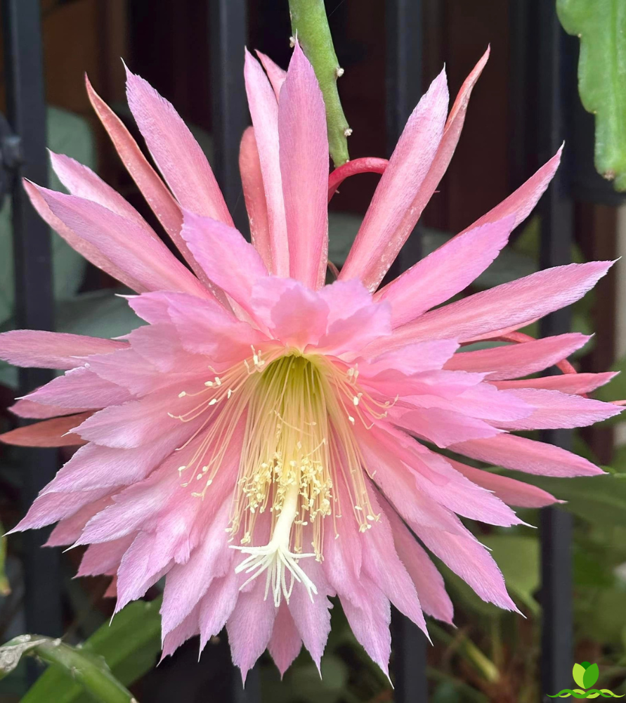 Pink Flair Epiphyllum