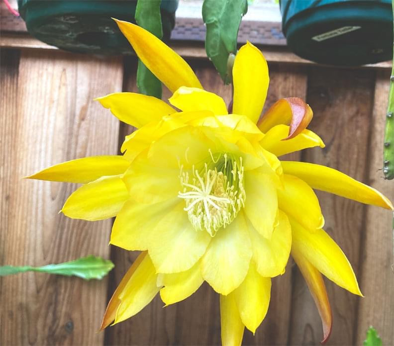 French Gold Epiphyllum