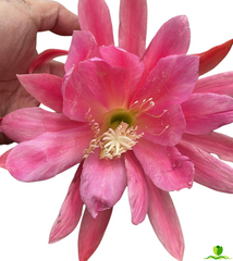 Cindy Epiphyllum