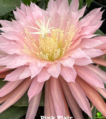 Pink Flair Epiphyllum