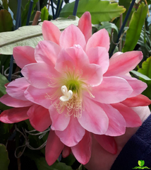 Meadow Rose Epiphyllum