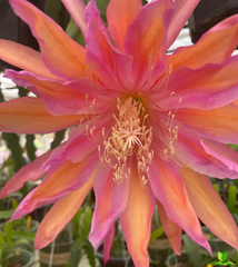 Monastery Garden Epiphyllum