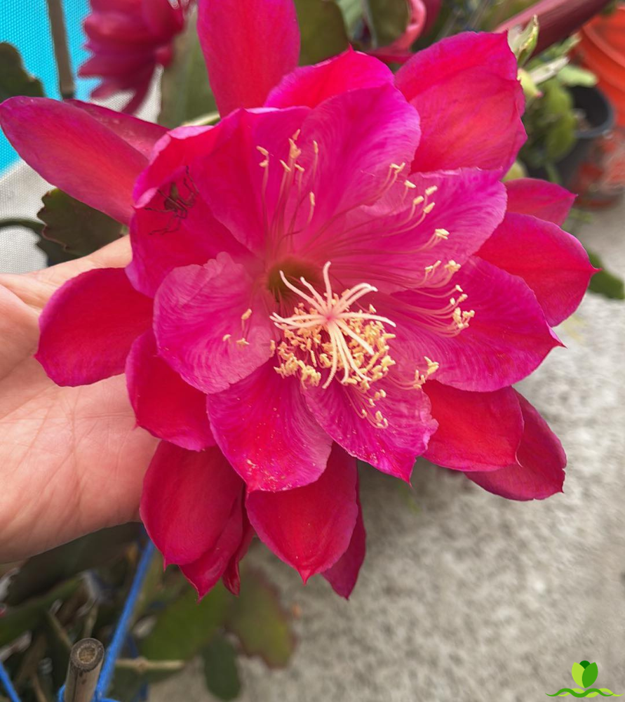 French Lace Epiphyllum