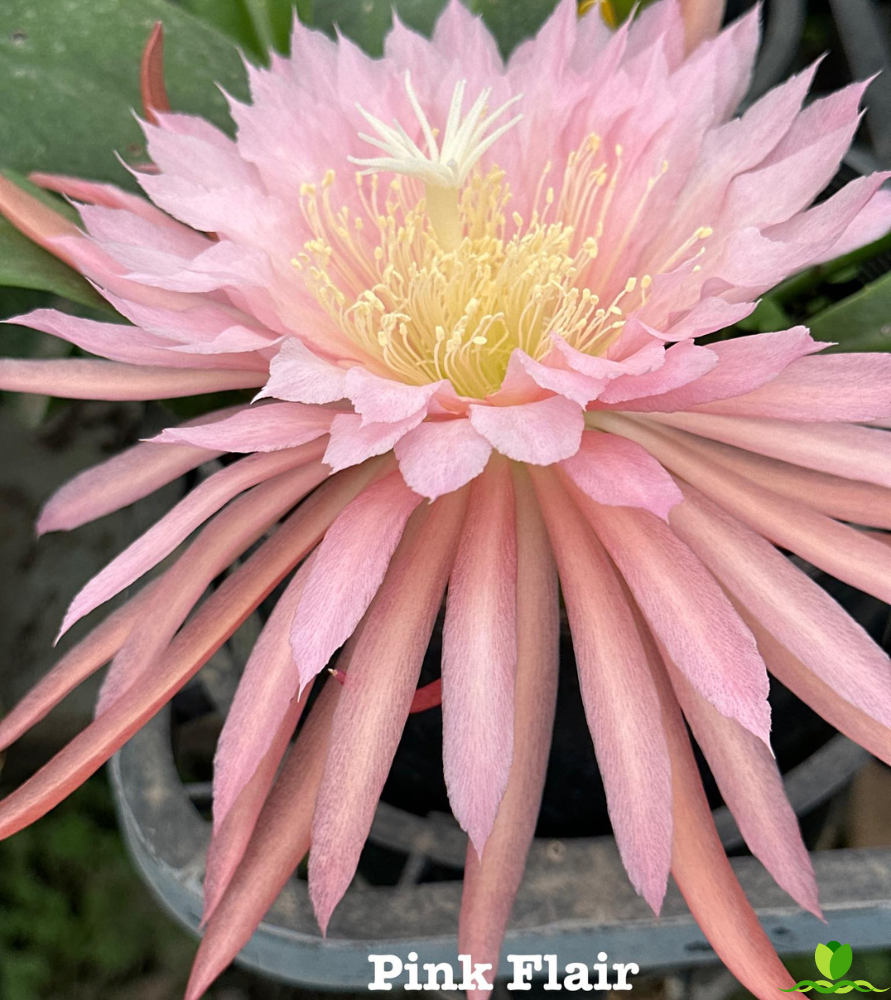 Pink Flair Epiphyllum