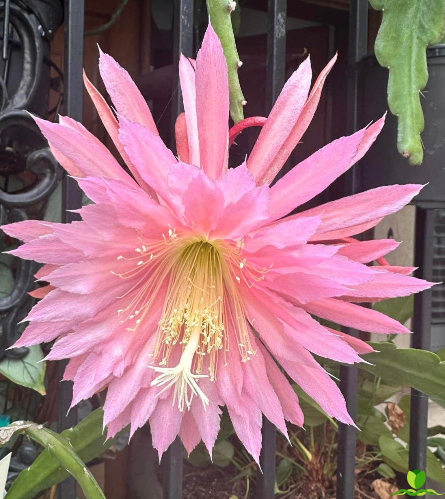 Pink Flair Epiphyllum