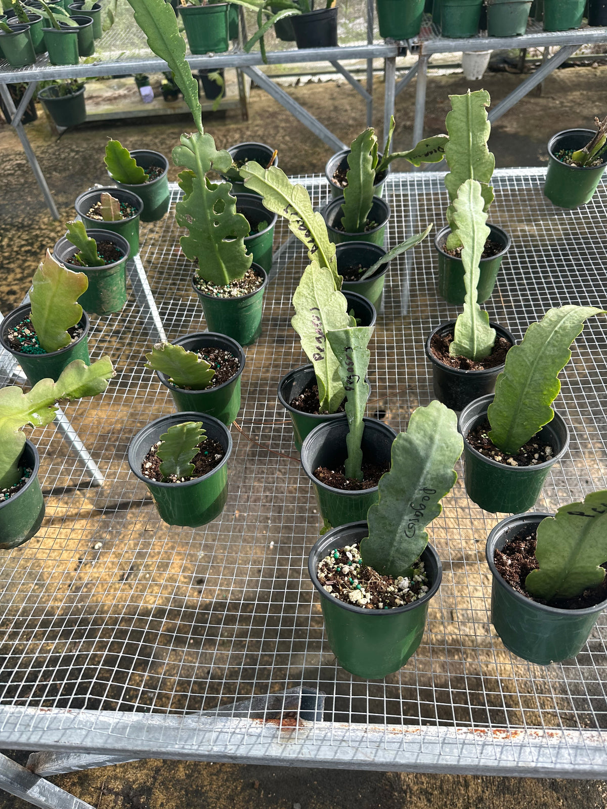 American Sweeth Epiphyllum