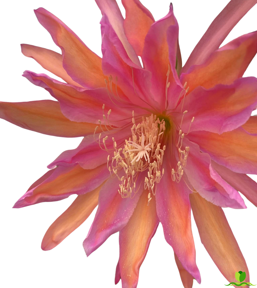 Monastery Garden Epiphyllum