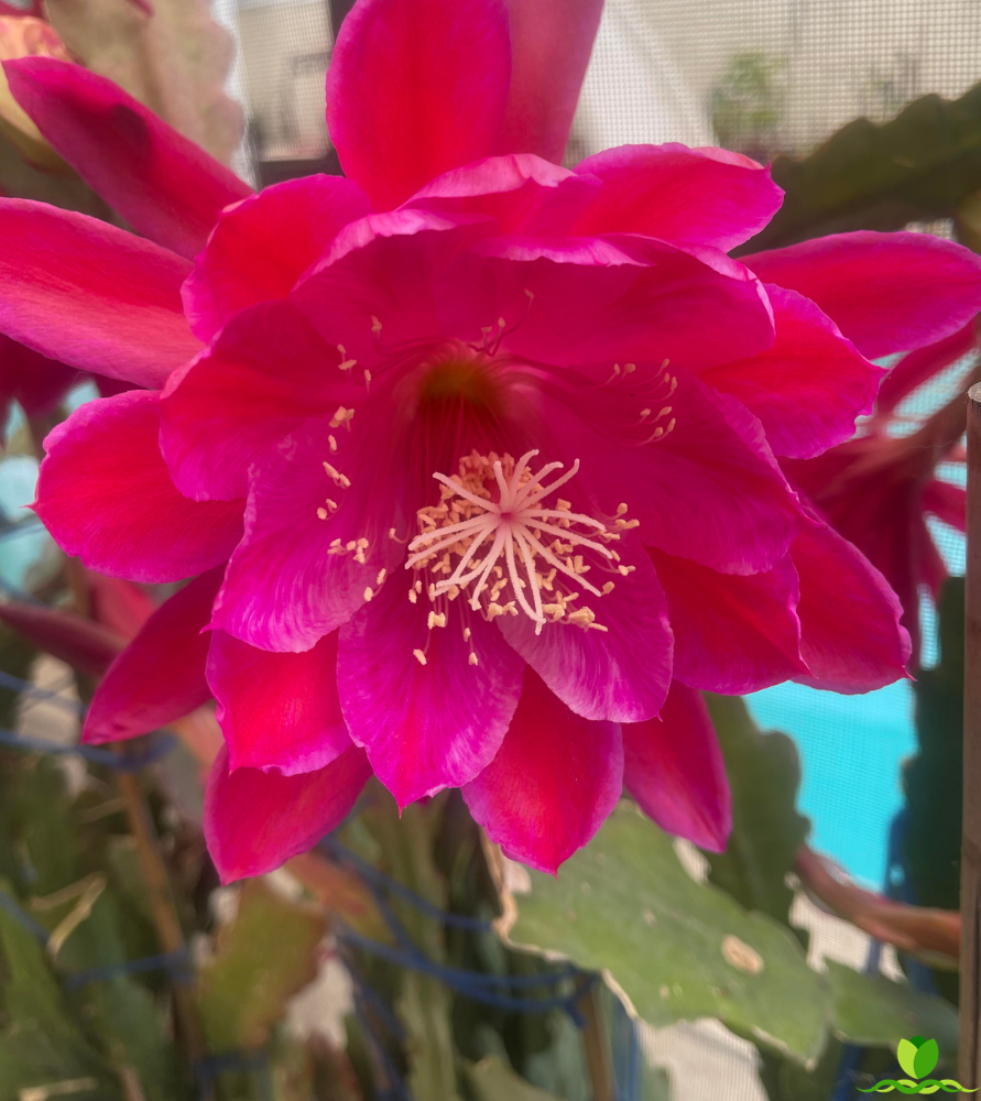 French Lace Epiphyllum