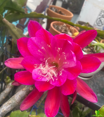 French Lace Epiphyllum