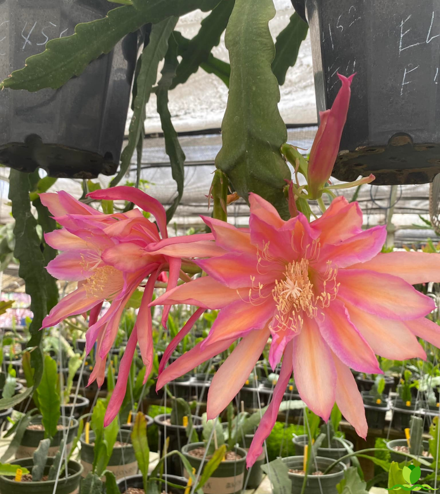 Monastery Garden Epiphyllum