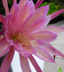 Monastery Garden Epiphyllum