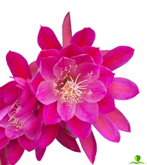 French Lace Epiphyllum