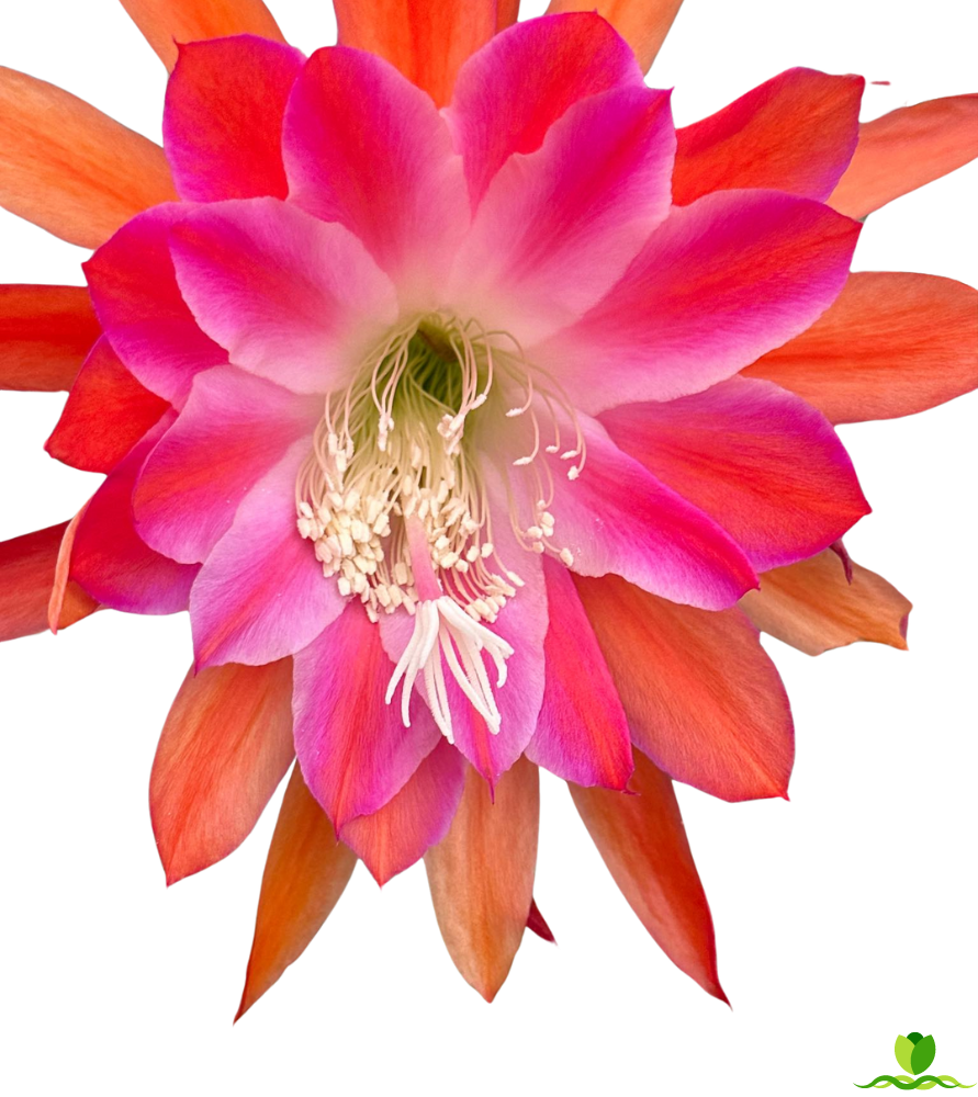 Over the top Epiphyllum