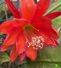 Pedal Plus Epiphyllum