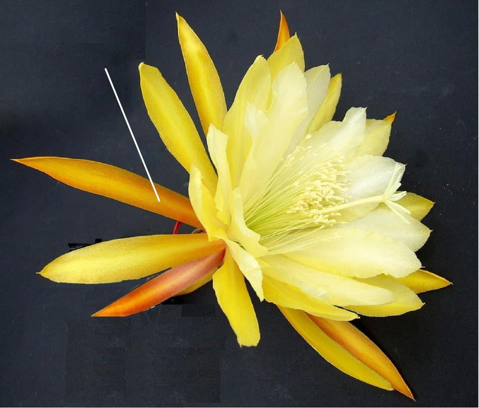 French Gold Epiphyllum