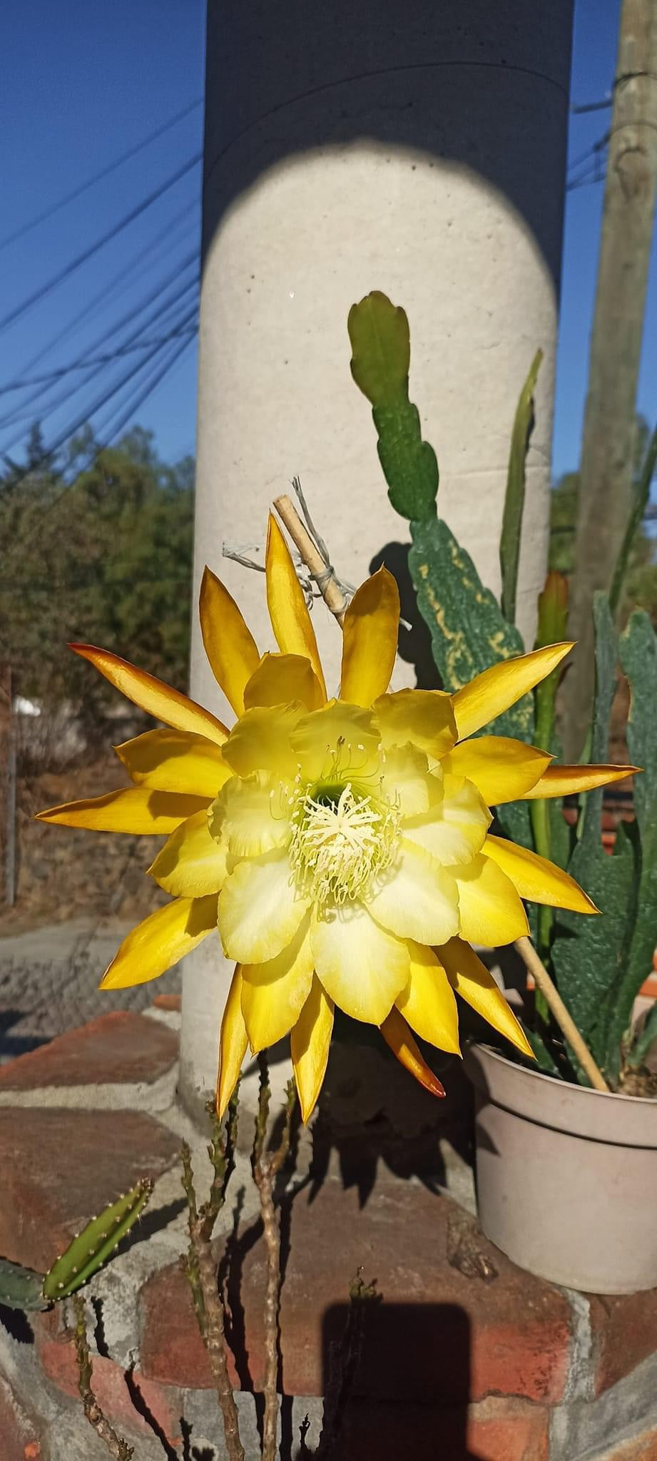 French Gold Epiphyllum