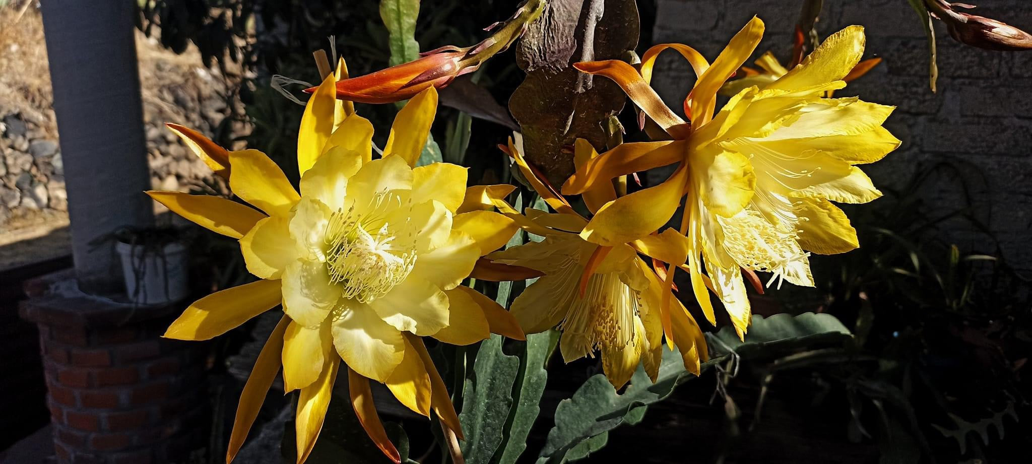 French Gold Epiphyllum