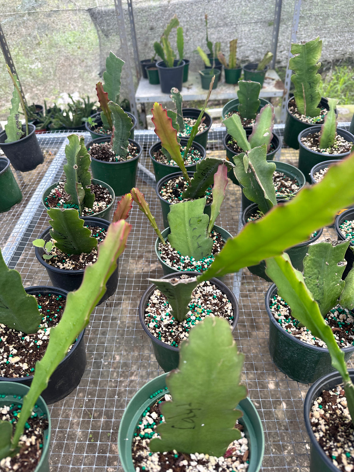Cadet Epiphyllum