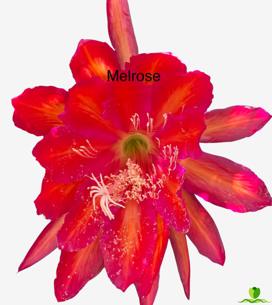 Melrose Epiphyllum