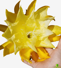 King Yellow Epiphyllum