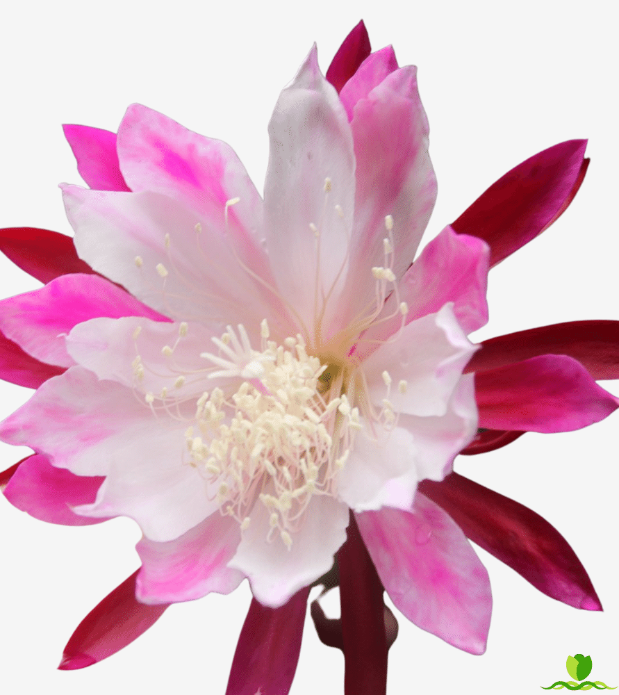 Bumpkin epiphyllum