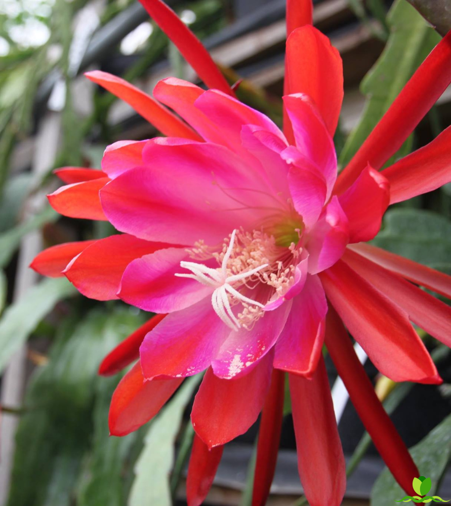 Flora Dora Epiphyllum