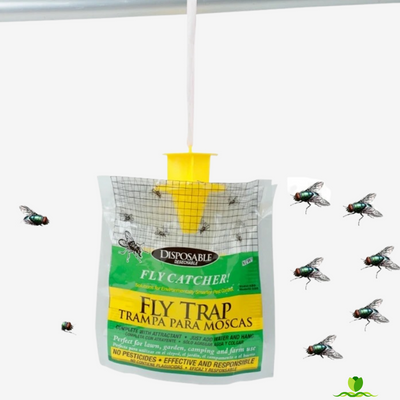 Fly Trap