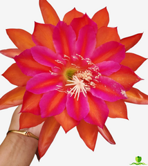 Step Vons Clau Epiphyllum