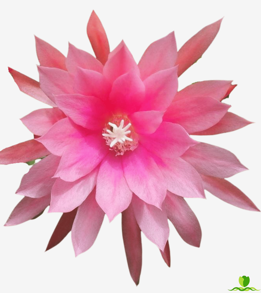 Flamingo Epiphyllum