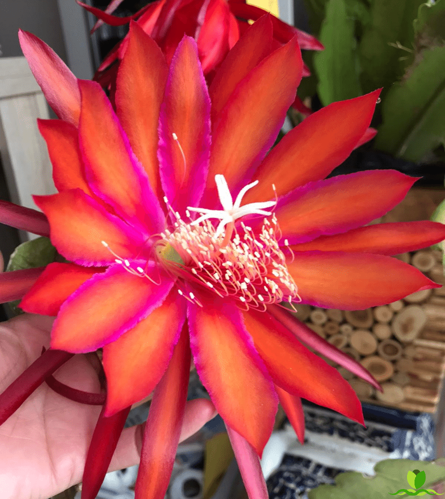 Coral Dance Epiphyllum