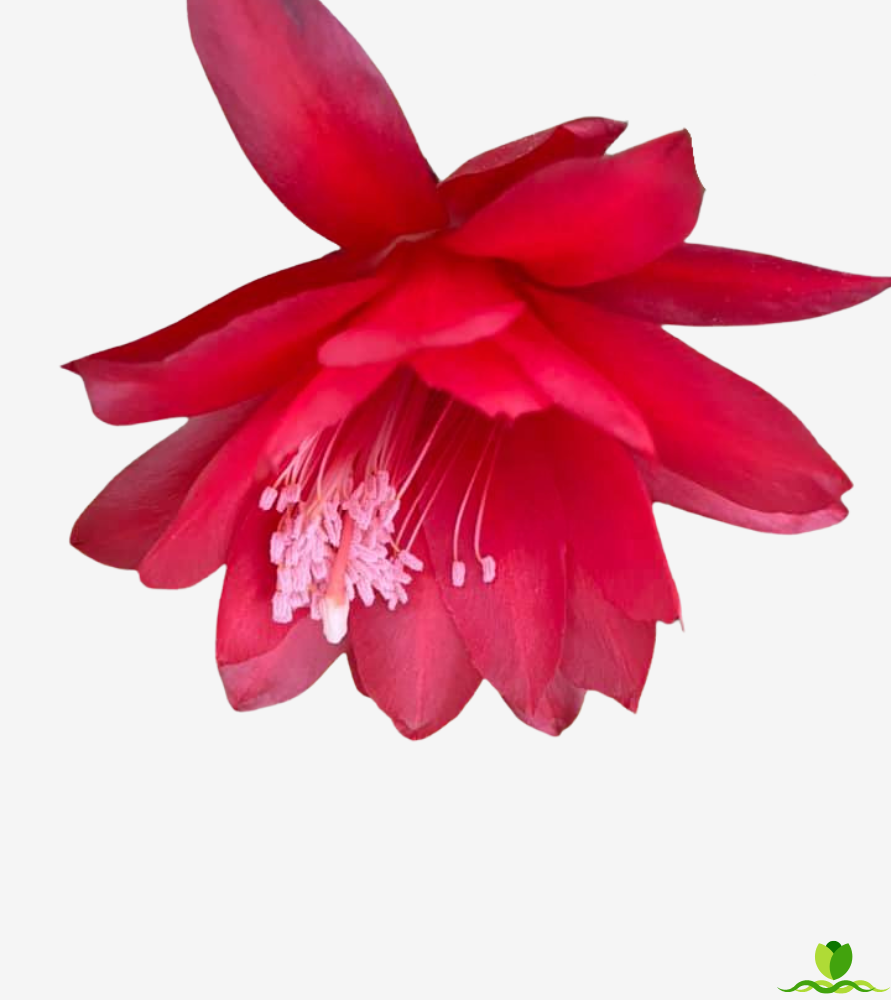 German Express  Red Epiphyllum