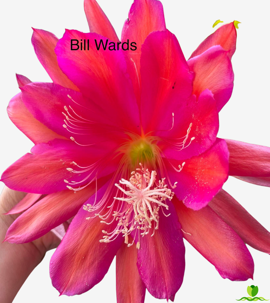 Bill Wards Epiphyllum