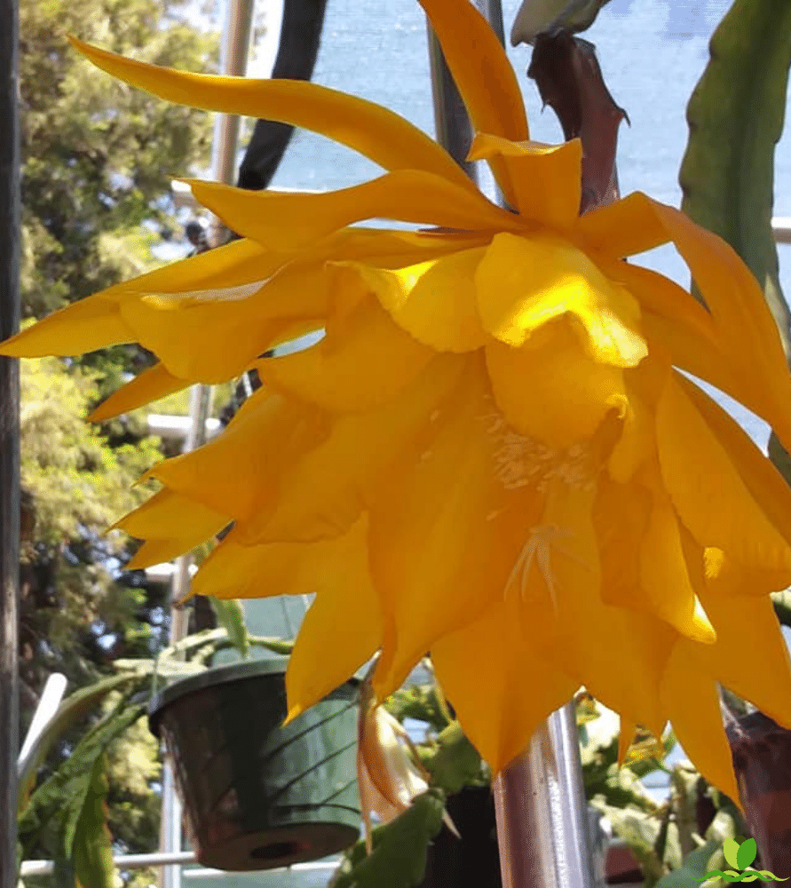 King Yellow Epiphyllum