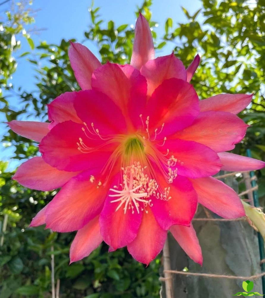 Bill Wards Epiphyllum