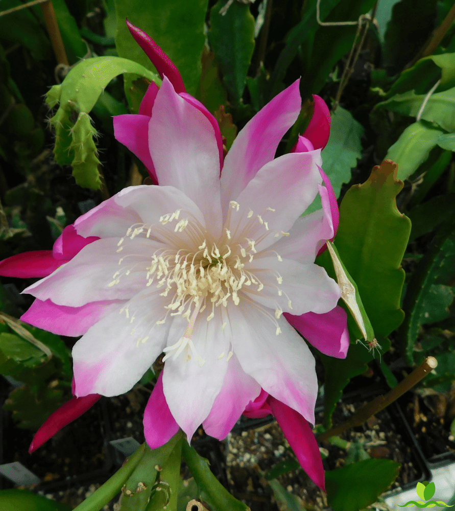 Bumpkin epiphyllum