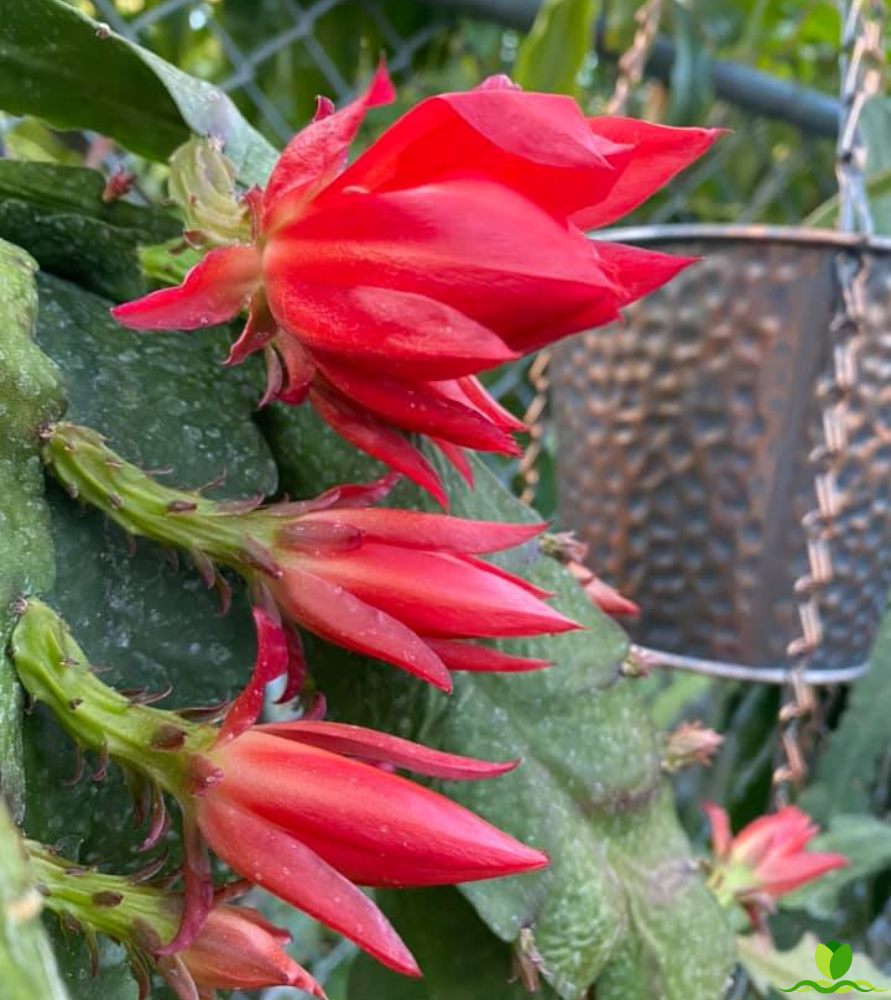 German Express  Red Epiphyllum