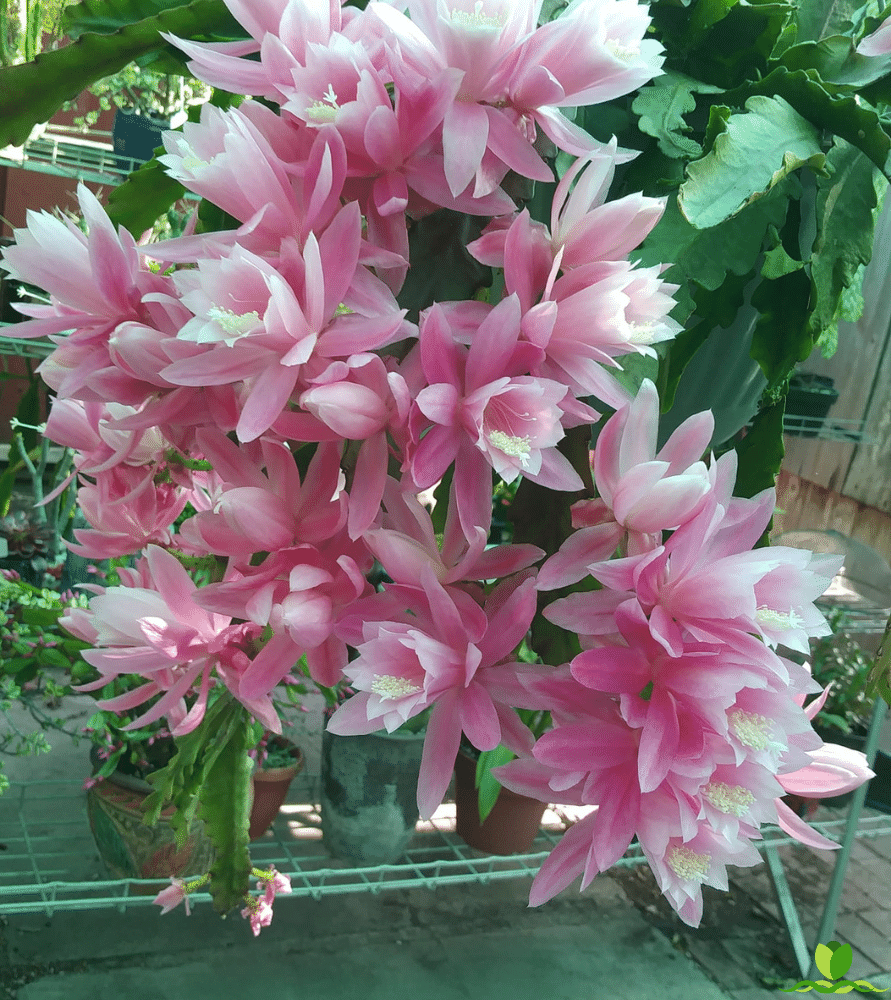 German Express  Pink Epiphyllum