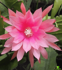 Flamingo Epiphyllum