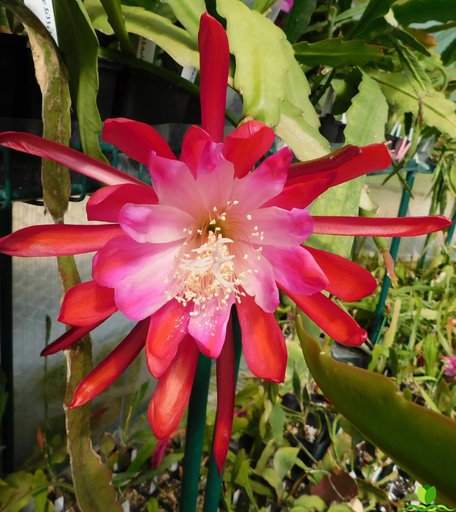 Flora Dora Epiphyllum