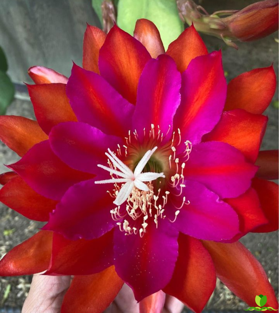 Step Vons Clau Epiphyllum