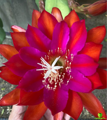 Step Vons Clau Epiphyllum