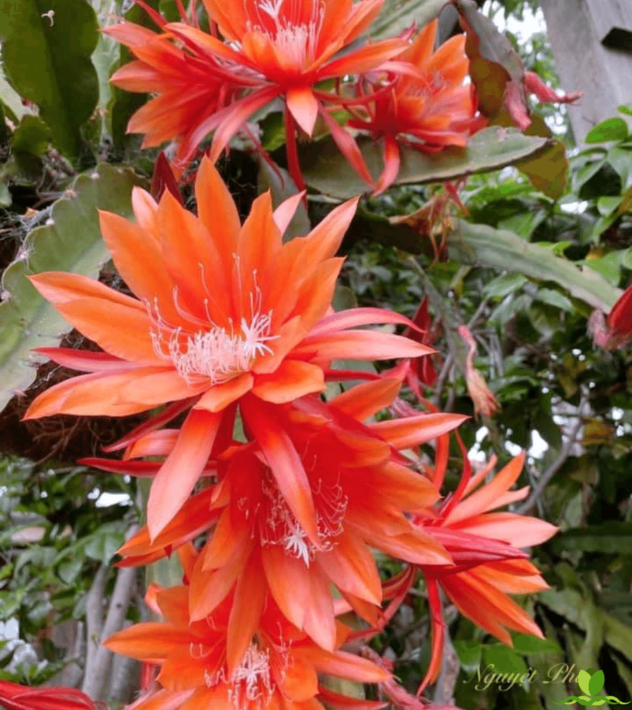 Orange Boul    Epiphyllum