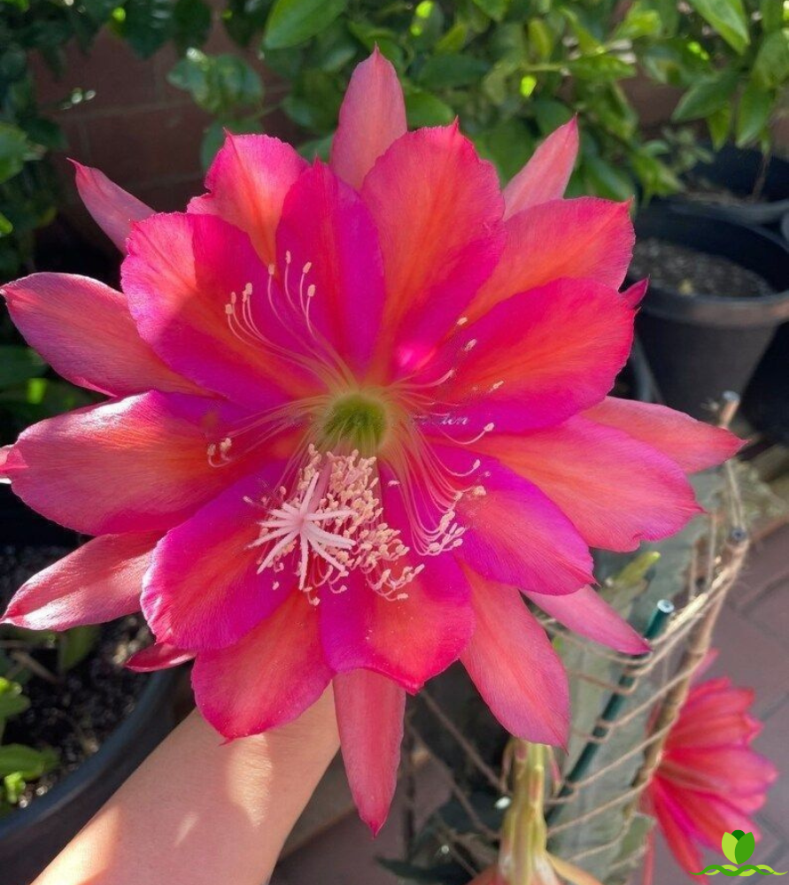 Bill Wards Epiphyllum