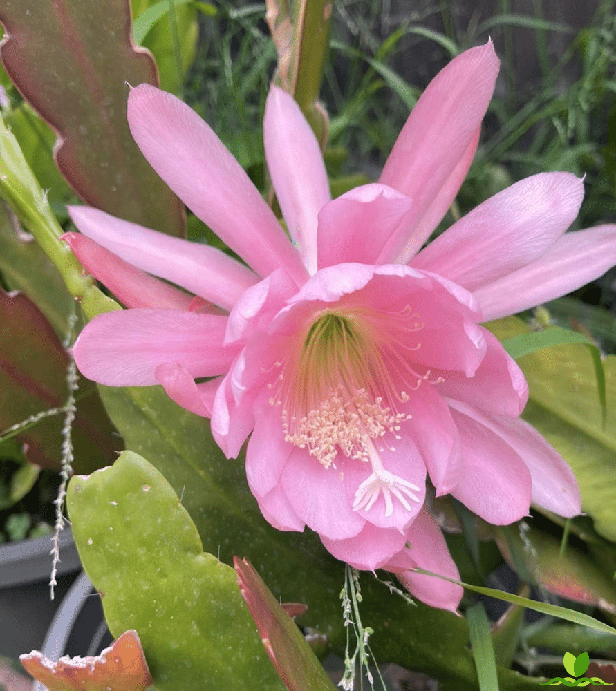 Pink Padre Epiphyllum