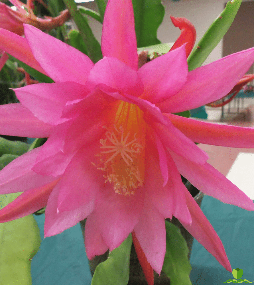 Flamingo Epiphyllum