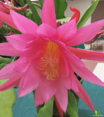 Flamingo Epiphyllum