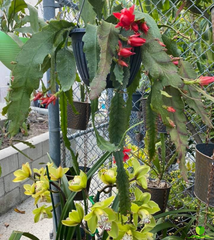 German Express  Red Epiphyllum